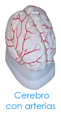 tl_files/2015/AN-Cerebro-con-arterias.jpg