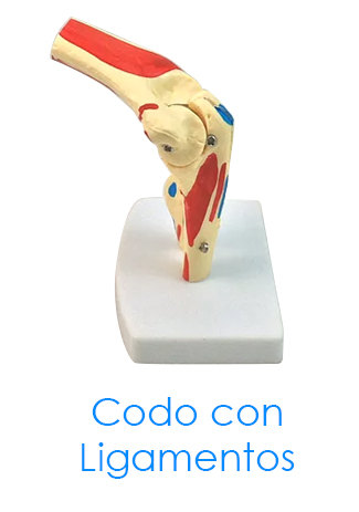 tl_files/2015/AN-Codo-con-ligamentos.jpg