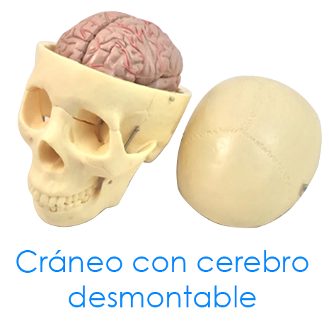 tl_files/2015/AN-Craneo-con-cerebro-desmontable.jpg