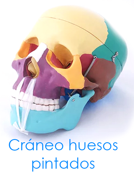 tl_files/2015/AN-Craneo-huesos--pintados.jpg