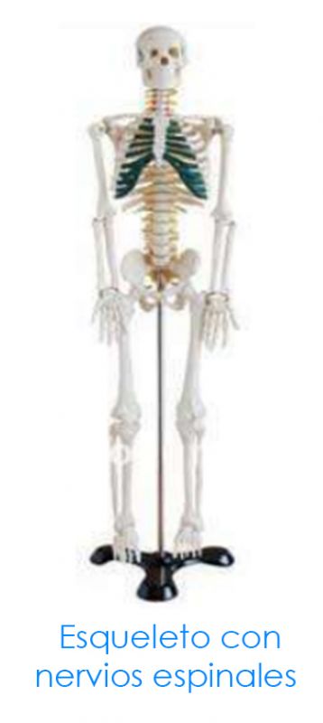 tl_files/2015/AN-Esqueleto-Con-nervios-espinales.jpg