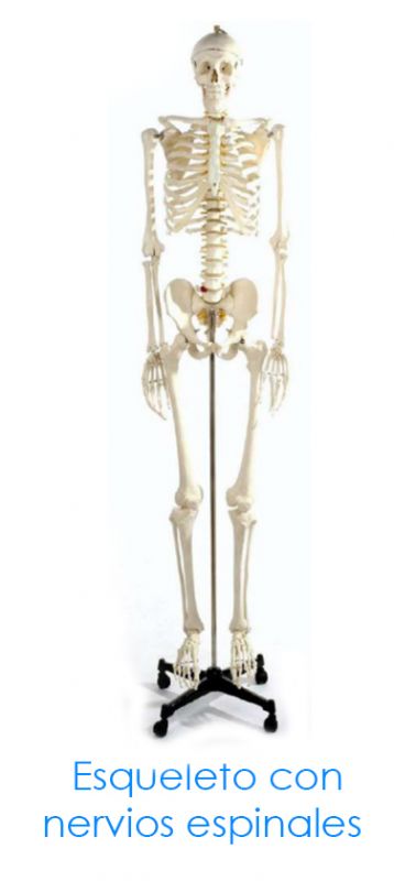 Esqueleto Natural 180 CM
