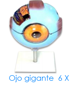 tl_files/2015/AN-Ojo-gigante--6-X.jpg