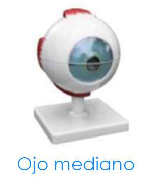 Ojo mediano