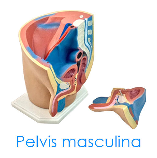 Pelvis masculina