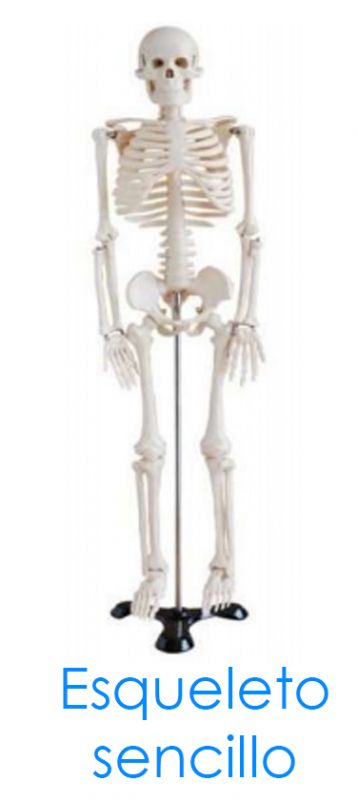Esqueleto tamaño natural en plástico