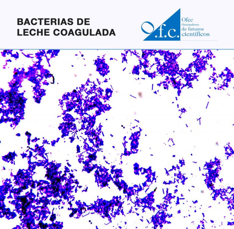 Bacterias de leche coagulada