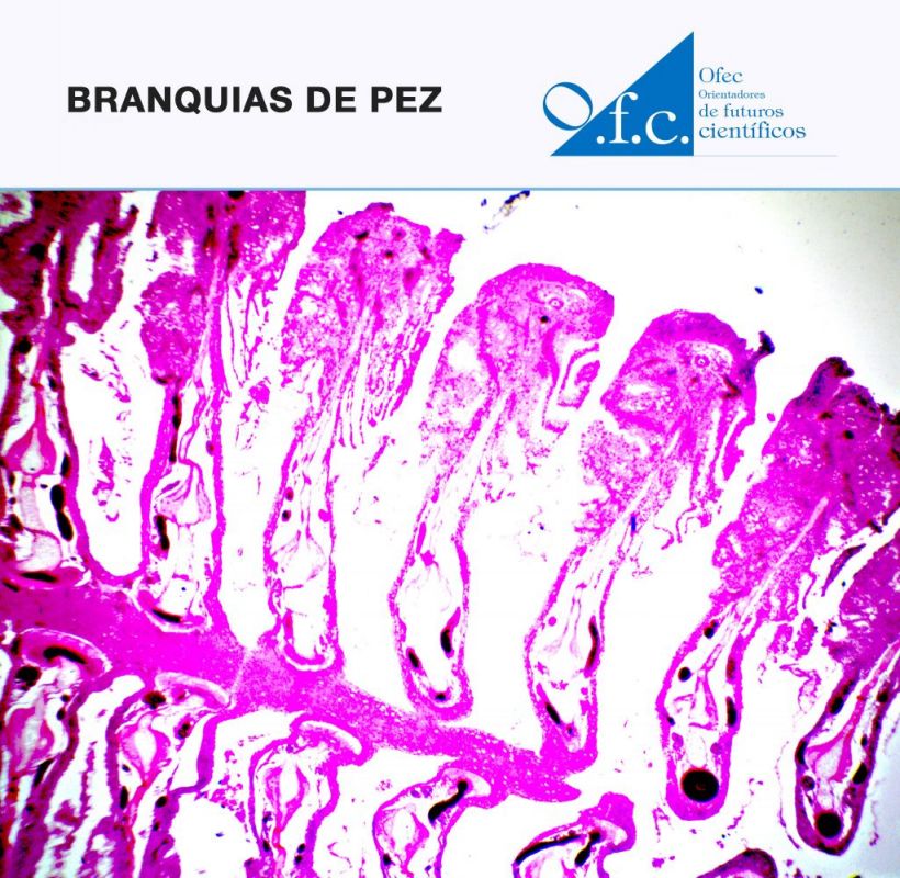 Branquias de pez