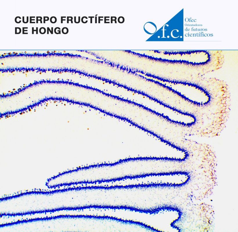 Cuerpo fructífero de hongo