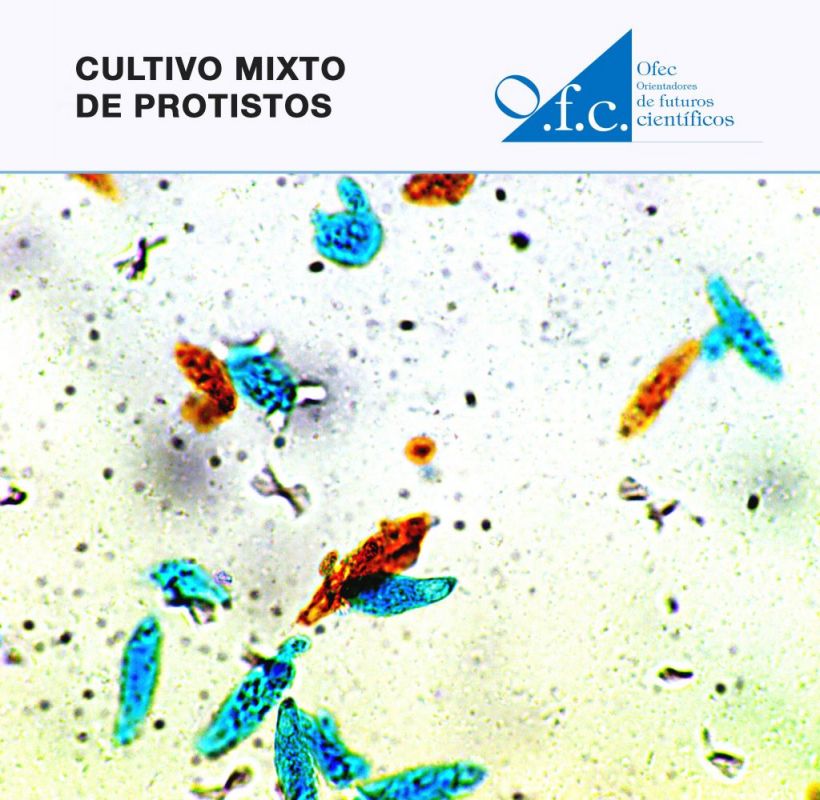 Cultivo mixto de protistos