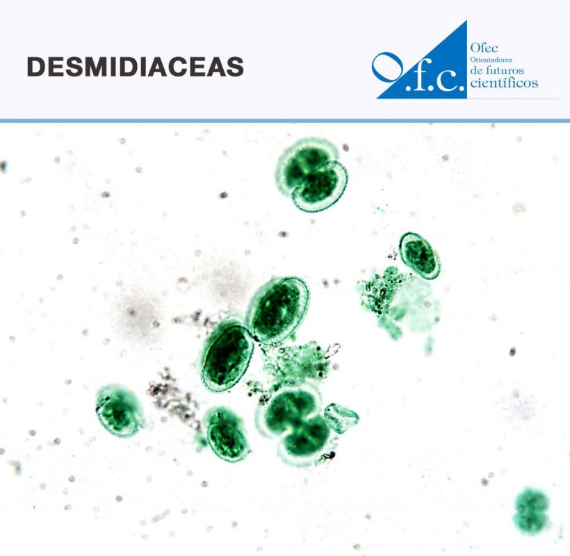 Desmidiaceas