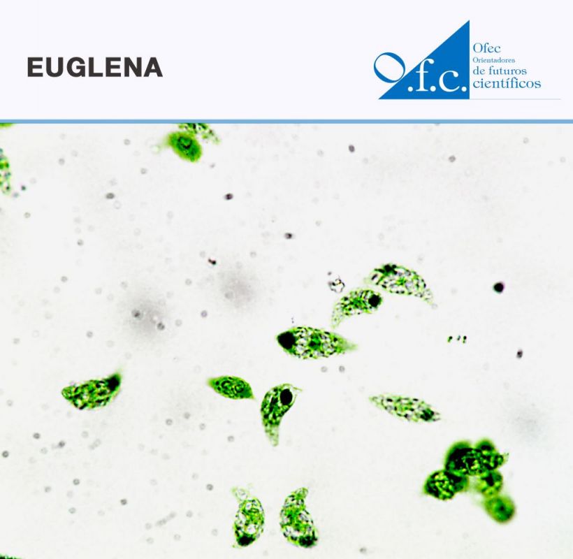 Euglena