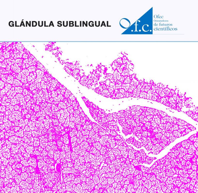 Glándula sublingual