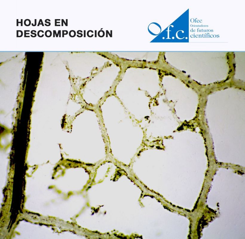 Hojas en descomposición