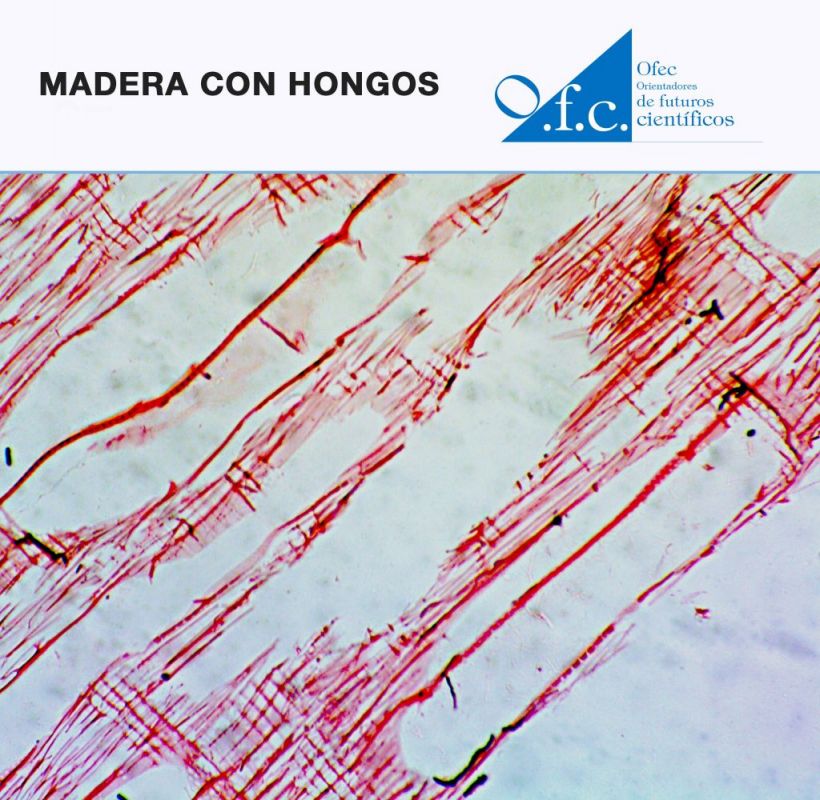 Madera con hongos