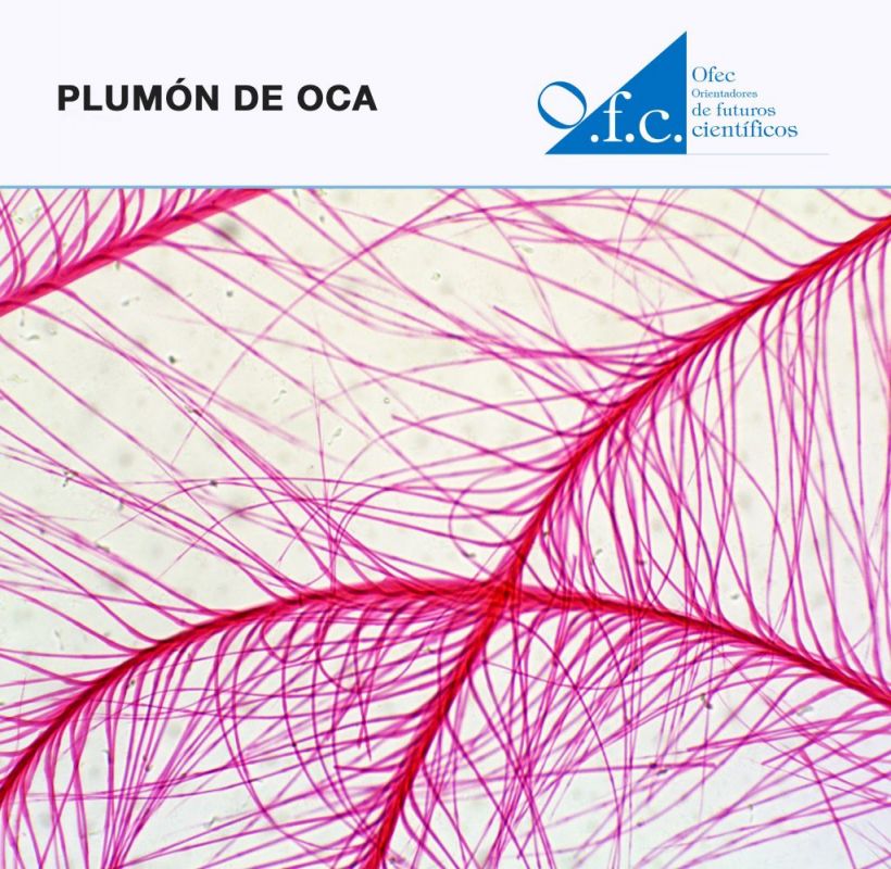 plumón de oca