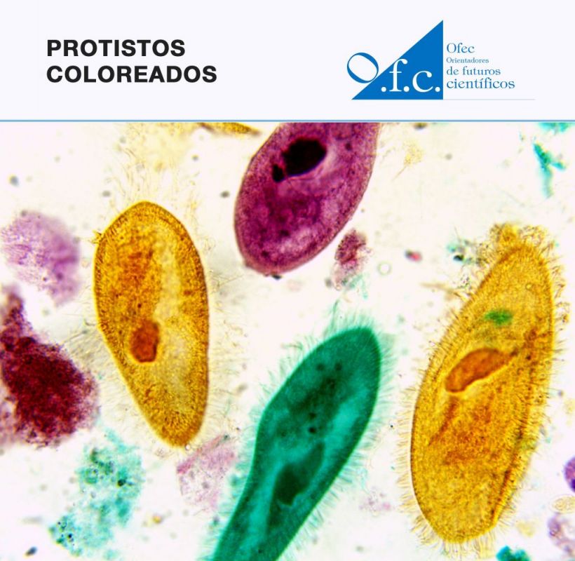 Protistos coloreados