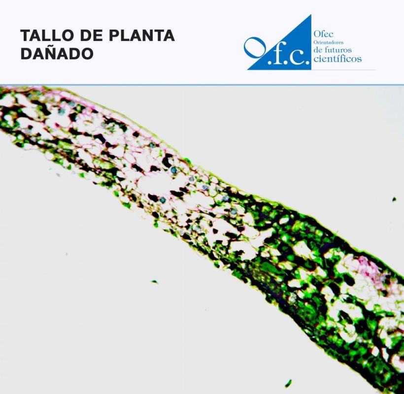 Tallo de planta dañado